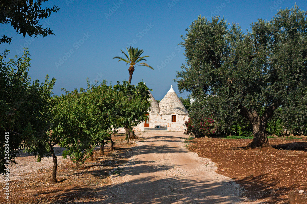 Panoramic view of the Apulian countryside, with centuries-old olive trees, in Italy.