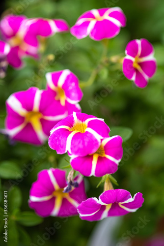 Blooming petunia with small purple flowers and yellow stripes.