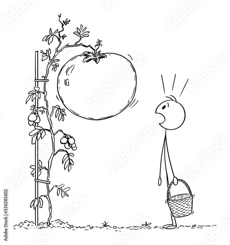 Vector cartoon stick figure drawing conceptual illustration of man or farmer with basket, surprised by big or giant tomato growing on plant on his garden or farm.