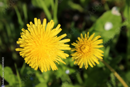 Two blooming dandelion flower heads