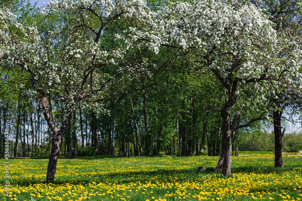 blooming apple trees