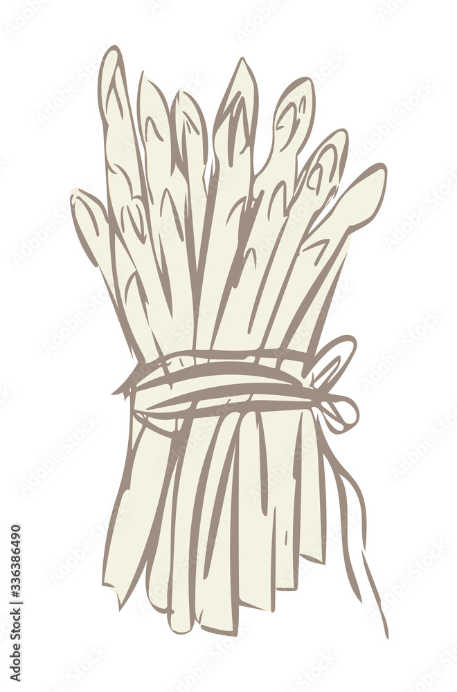 Illustration of White Asparagus. Illustration of White Asparagus.