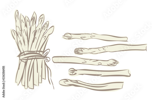 Illustration of White Asparagus.