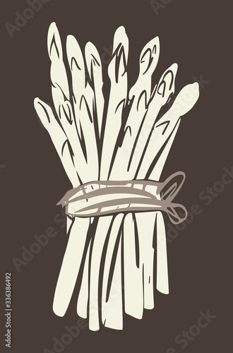 Illustration of White Asparagus. 