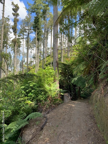 mountainbike path in the rotorua redwood forest mtb park