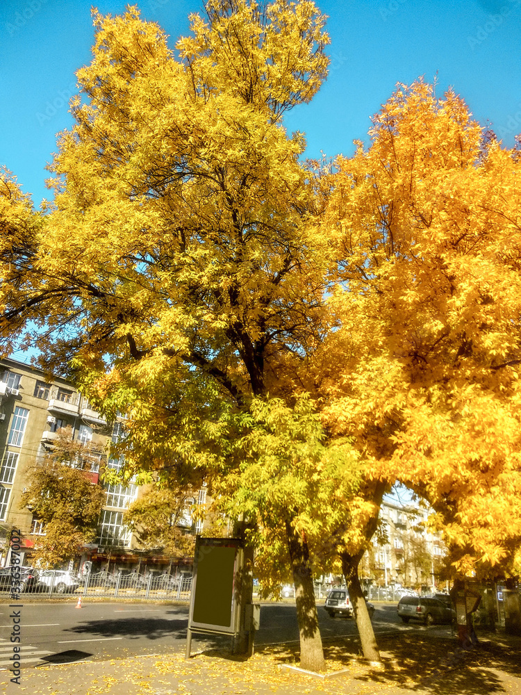 Tree with yellow and orange leaves under clear blue sky. Empty streets of calm city with no people. Vertical nature landscape background