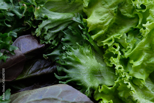 Fresh lettuce pattern, healthy lifestyle concept