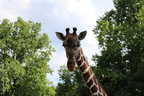 Giraffe Wilhelma photo