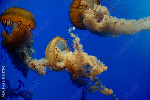 Yellow big yellyfiah with long 
tentacles in clear bright blue ocean water photo