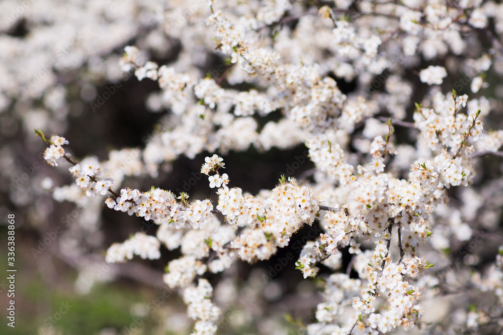 trees bloom beautifully in early spring
trees bloom beautifully in early spring
