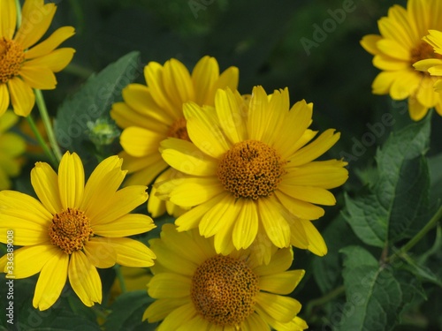 sunflower in the garden