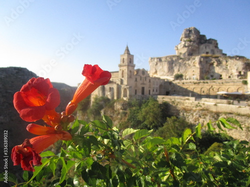 A red flower with Matera in the background photo