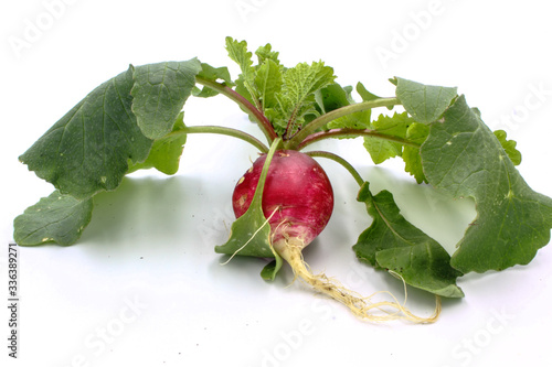 bunch of radish