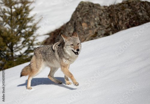 A lone coyote (Canis latrans) walking and hunting in the winter snow in Montana, USA © Jim Cumming