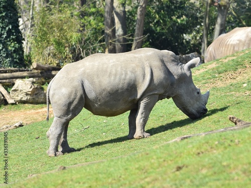 Close up of white rhinoceros nibbling on grass in a zoo. Horizontal view with blurred background