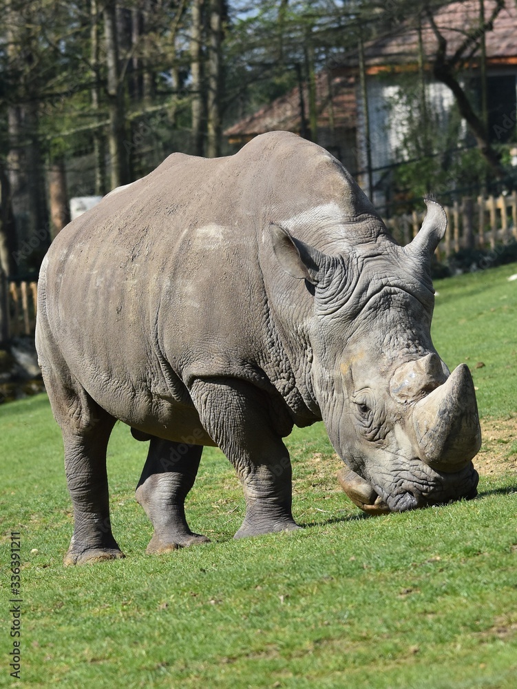 Close up of white rhinoceros nibbling on grass in a zoo. Vertical view with blurred background Close up of white rhinoceros nibbling on grass in a zoo. Vertical view with blurred background
