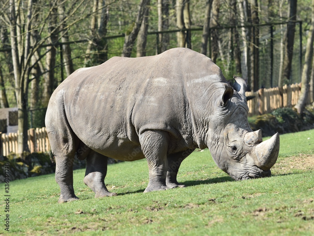 Fototapeta premium Close up of white rhinoceros nibbling on grass in a zoo. Horizontal view with blurred background