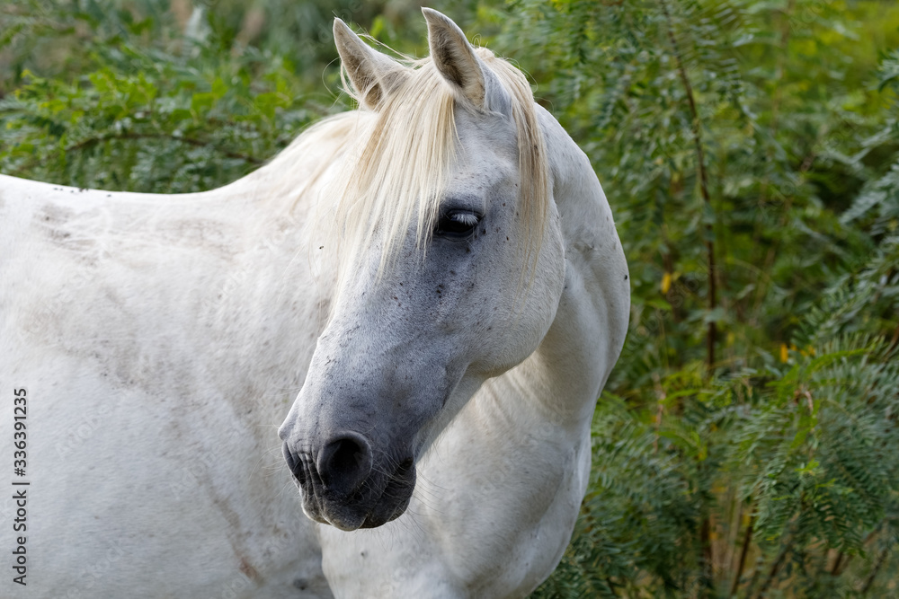 Obraz premium camargue