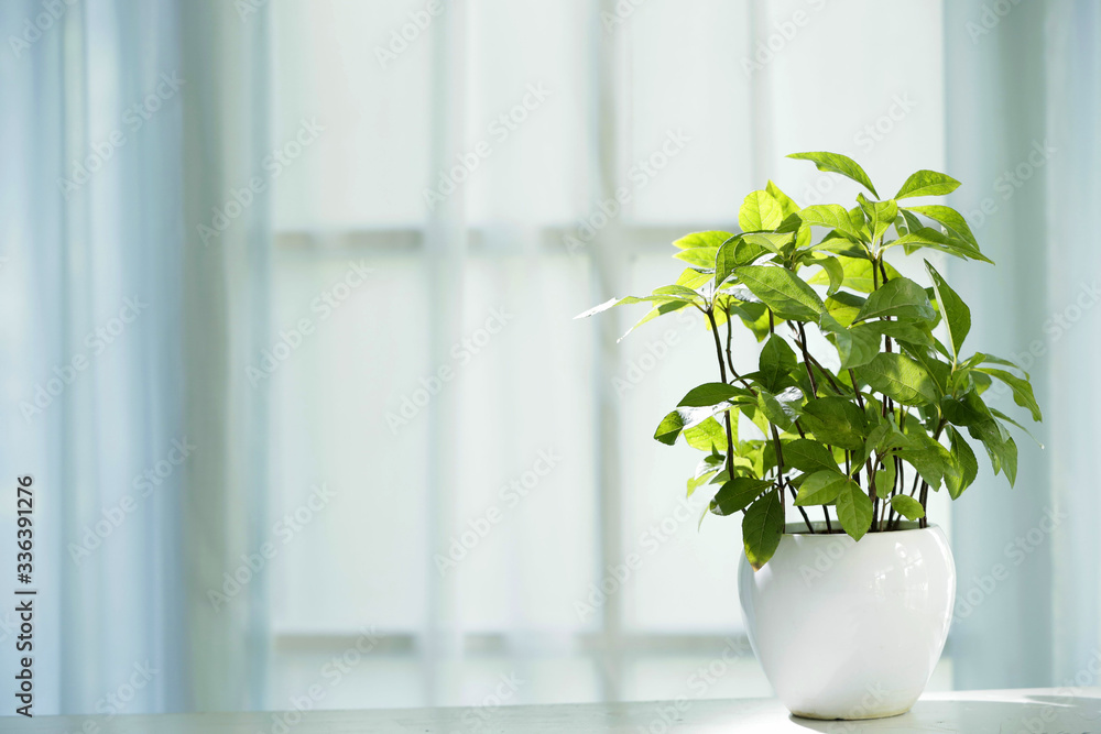 Close-up of green plant in front of white window, bright light, copy space Close-up of green plant in front of white window, bright light, copy space