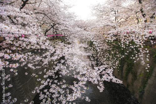 Wallpaper Mural meguro river cherry blossoms sakura festival soft filter Torontodigital.ca