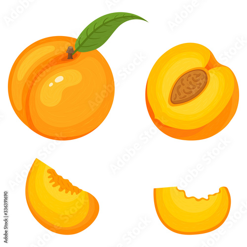 Set of fresh whole, half, cut slice peach fruits isolated on white background. Summer fruits for healthy lifestyle. Organic fruit. Cartoon style. Vector illustration for any design.