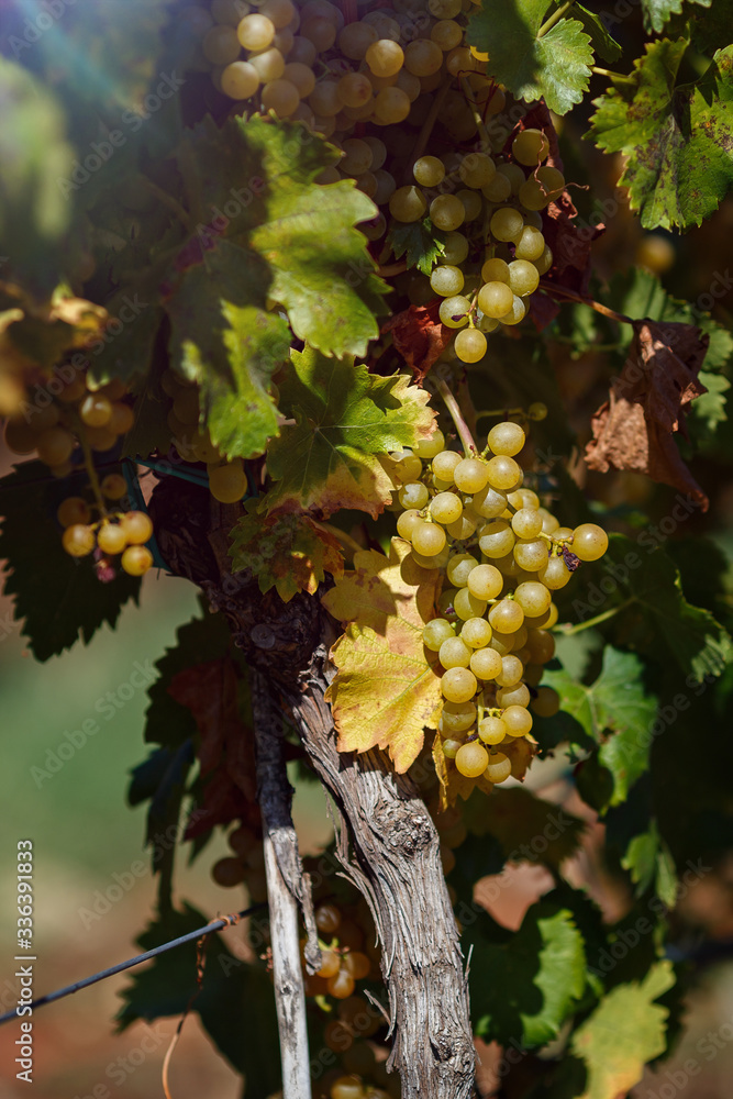 Fototapeta premium Vineyard in autumn ready for harvest