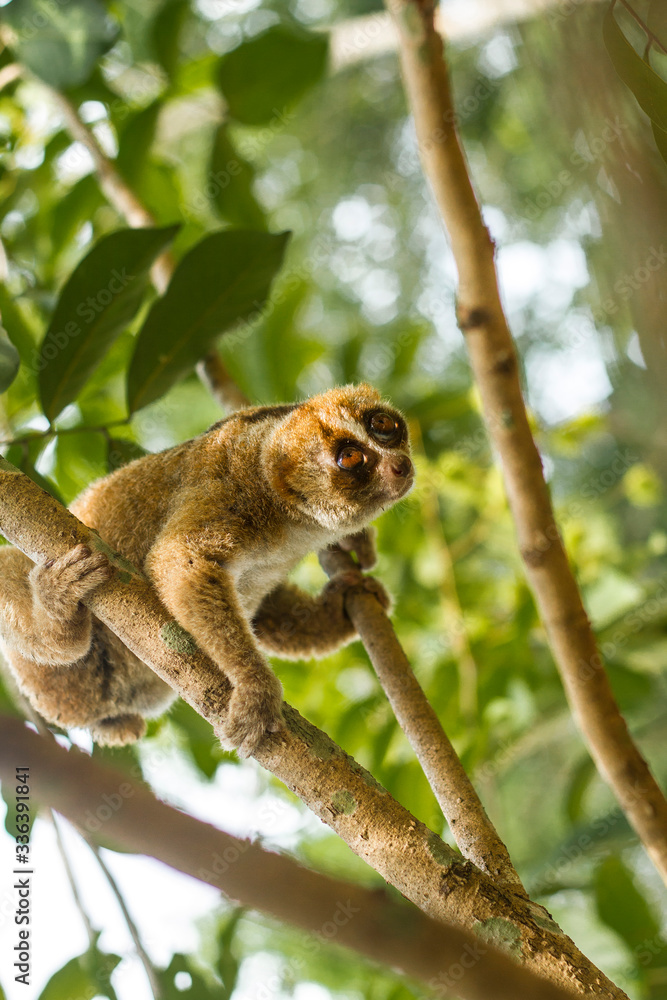 Obraz premium Kukang Borneo