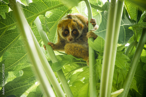 Nycticebus Menagensis photo