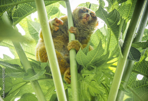 Nycticebus Menagensis photo