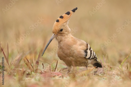 Wild eurasian hoopoe in the nature habitat. Rare and unique bird close up. Euroasian wildlife. Beautiful winged creature. Exotic birds. Upupa epops. photo