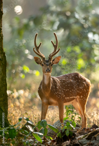 deer in the forest