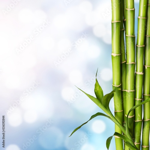 Fototapeta Naklejka Na Ścianę i Meble -  Many bamboo stalks on bokeh background