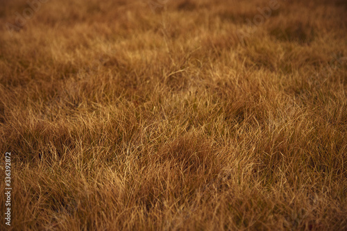 Yellow, autumn grass