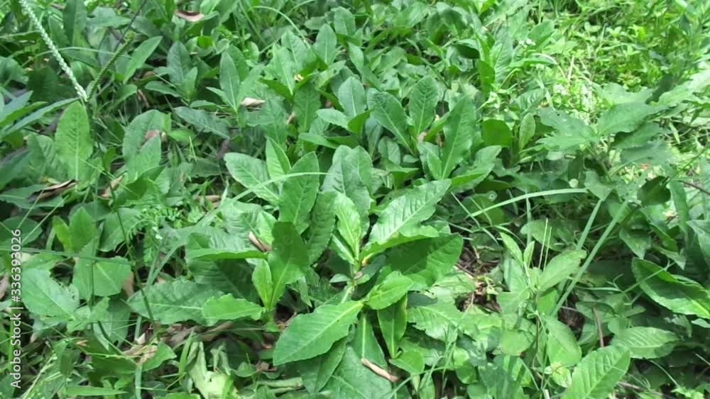 Sonchus Arvensis (Perennial sow, field milk thistle, field sowthistle, perennial sow-thistle, corn sow thistle, dindle, gutweed, swine thistle, tree sow thistle). Beneficial for wounds, cancer, cough. Sonchus Arvensis (Perennial sow, field milk thistle, field sowthistle, perennial sow-thistle, corn sow thistle, dindle, gutweed, swine thistle, tree sow thistle). Beneficial for wounds, cancer, cough.
