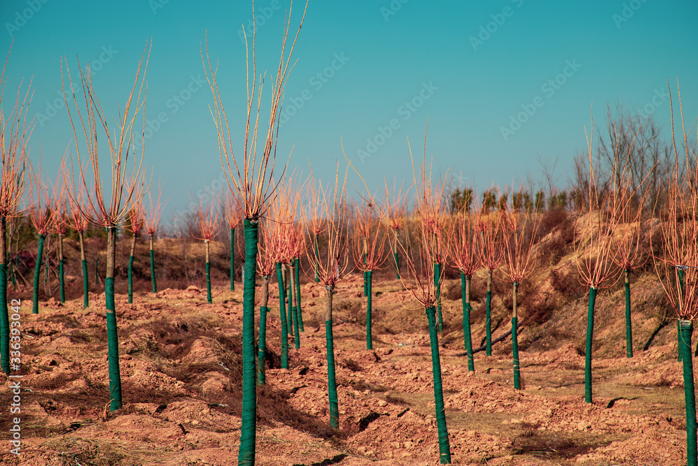 Obraz premium Trees in the park 