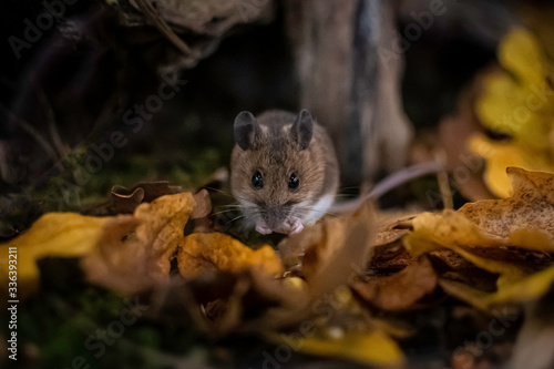 Wood mouse