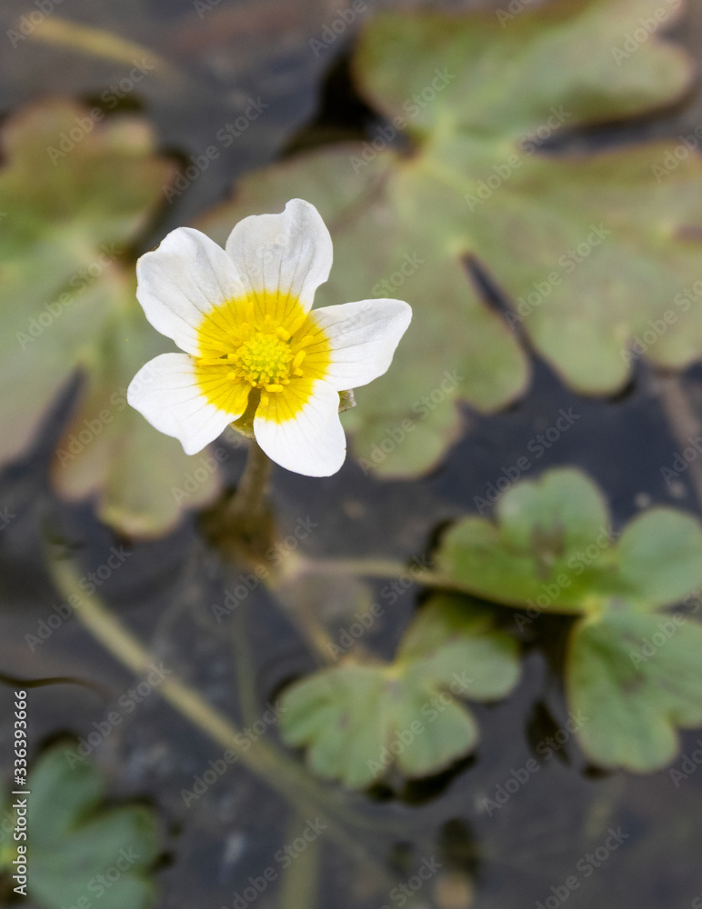 Macrophotographie de fleur sauvage - Renoncule Aquatique - Ranunculus aquatilis Macrophotographie de fleur sauvage - Renoncule Aquatique - Ranunculus aquatilis