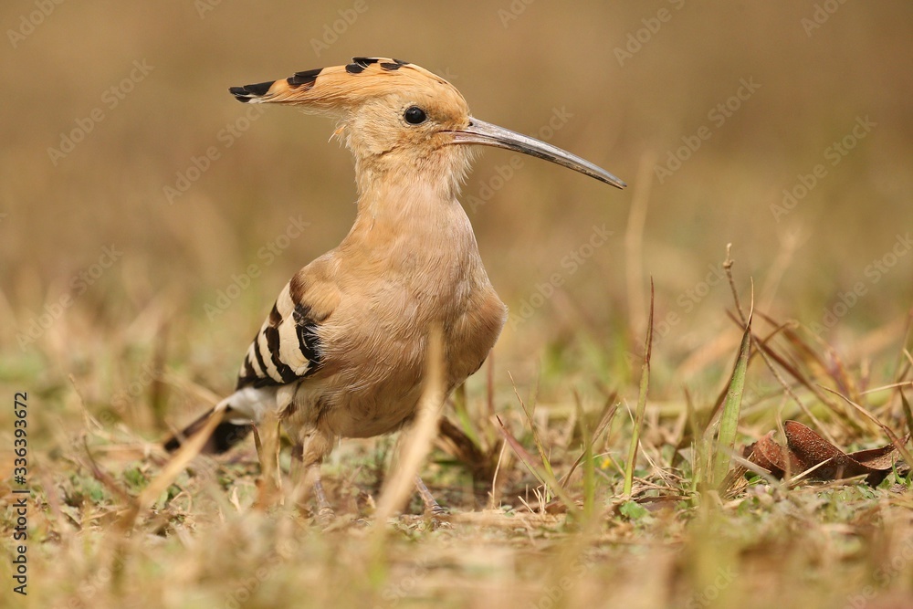 Wild eurasian hoopoe in the nature habitat. Rare and unique bird close up. Euroasian wildlife. Beautiful winged creature. Exotic birds. Upupa epops. Wild eurasian hoopoe in the nature habitat. Rare and unique bird close up. Euroasian wildlife. Beautiful winged creature. Exotic birds. Upupa epops.