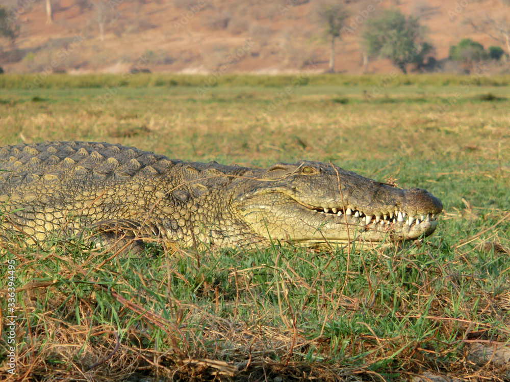 Obraz premium Crocodylus niloticus
