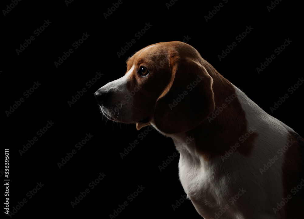 Beagle beautiful dog, portrait, silhouette