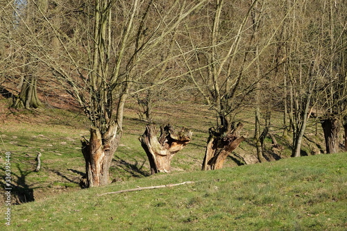 Uralte Bäume und Platanen am Bachlauf des Grütebach im Frühling am Barkhauser Weg in Oerlinghausen bei Bielefeld am Hermannsweg im Teutoburger Wald in Ostwestfalen-Lippe photo