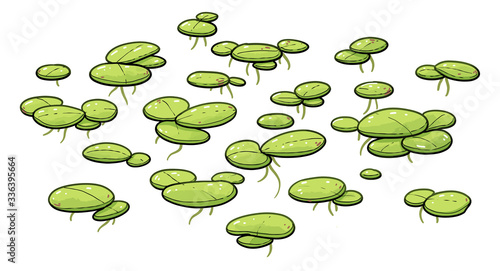 Common duckweed illustration, drawing, colorful doodle vector photo