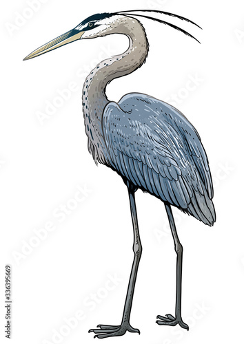 Canvas Print Grey heron illustration, drawing, colorful doodle vector