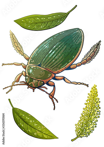 Great diving beetle illustration, drawing, colorful doodle vector