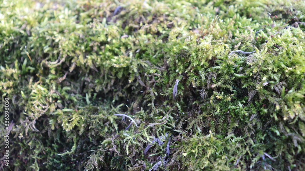 tree moss on wooden snag in forest tree moss on wooden snag in forest