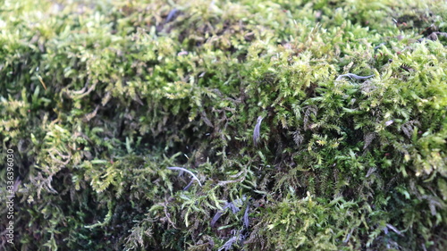 tree moss on wooden snag in forest
