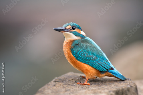 Common Kingfisher - Alcedo atthis, beautiful small blue bird from rivers and lakes, sitting on the rock near the water, Switzerland. © David