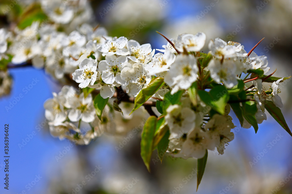 Fototapeta premium Blooming pear flower, very beautiful