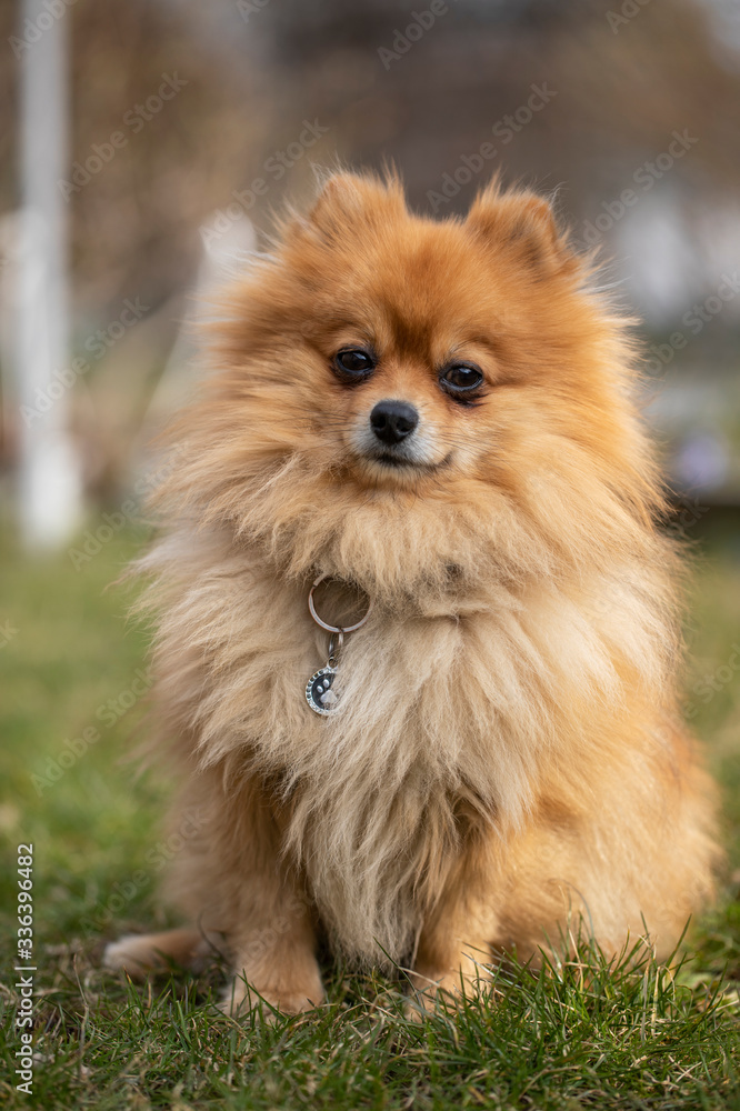 Young red-haired Pomeranian on a green lawn
Young red-haired Pomeranian on a green lawn