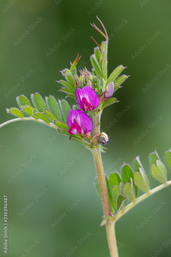 Macrophotographie de fleur sauvage - Vesce commune - Vicia sativa Macrophotographie de fleur sauvage - Vesce commune - Vicia sativa